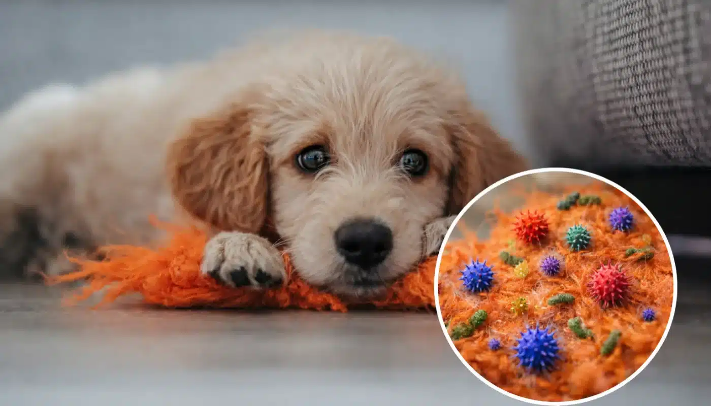 Puppy resting on an orange dog toy with magnified bubble showing germs on the toy.